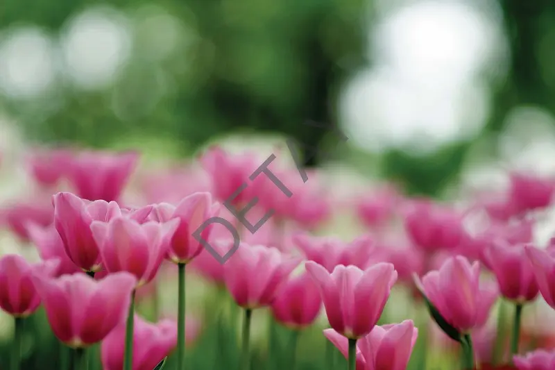 Rölyef Poster Baskı Kağıt Boyutu: 33x48cm 300 Gr. Kuşe Kagıt 10 Adet