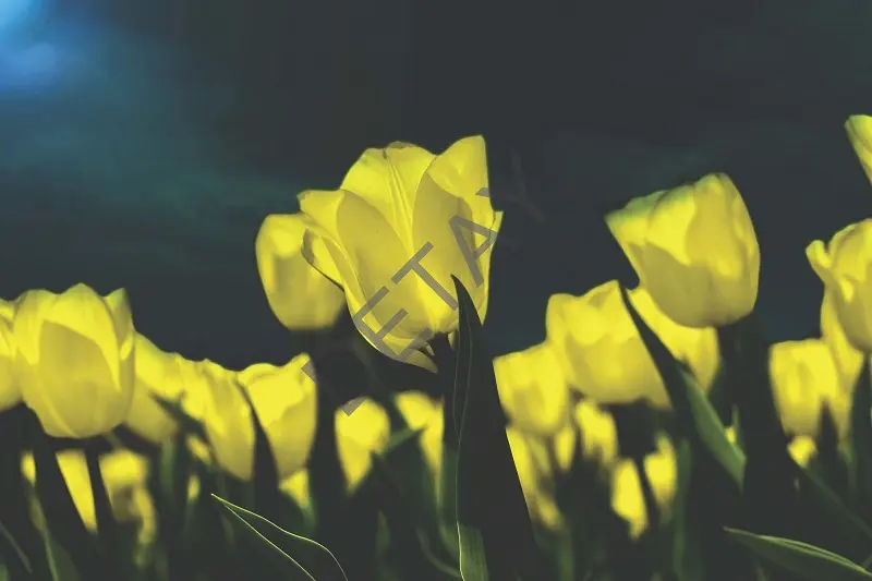 Rölyef Poster Baskı Kağıt Boyutu: 33x48cm 300 Gr. Kuşe Kagıt 10 Adet