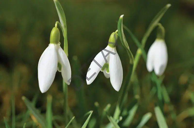 Rölyef Poster Baskı Kağıt Boyutu: 33x48cm 300 Gr. Kuşe Kagıt 10 Adet