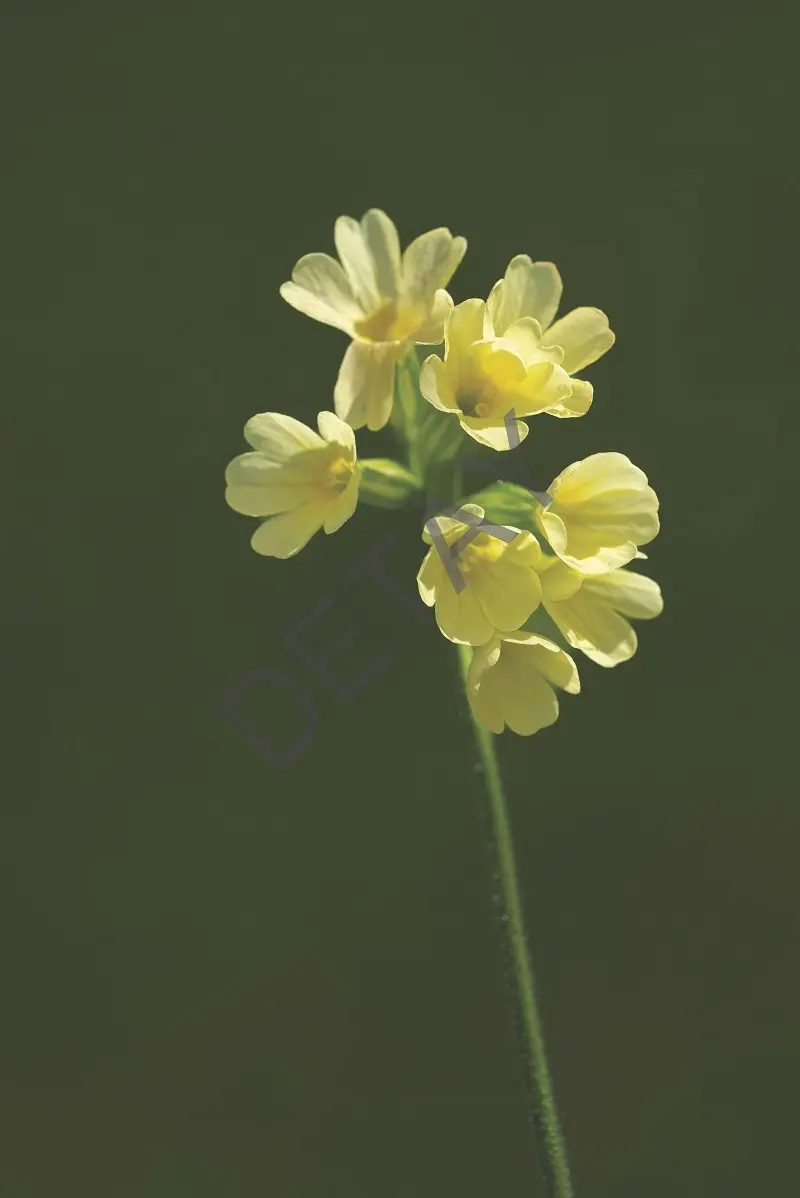 Rölyef Poster Baskı Kağıt Boyutu: 33x48cm 300 Gr. Kuşe Kagıt 10 Adet
