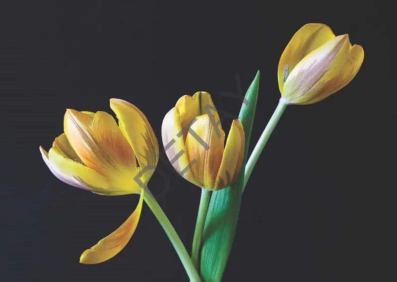 Rölyef Poster Baskı Kağıt Boyutu: 33x48cm 300 Gr. Kuşe Kagıt 10 Adet