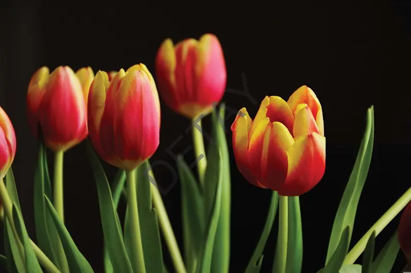 Rölyef Poster Baskı Kağıt Boyutu: 33x48cm 300 Gr. Kuşe Kagıt 10 Adet