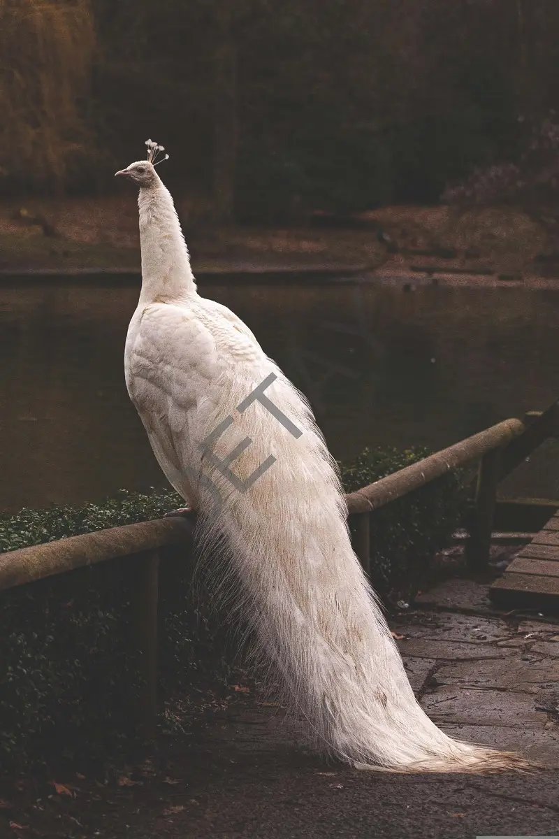 Rölyef Poster Baskı Kağıt Boyutu: 33x48cm 300 Gr. Kuşe Kagıt 10 Adet