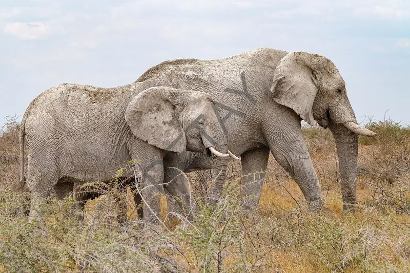 Rölyef Poster Baskı Kağıt Boyutu: 33x48cm 300 Gr. Kuşe Kagıt 10 Adet