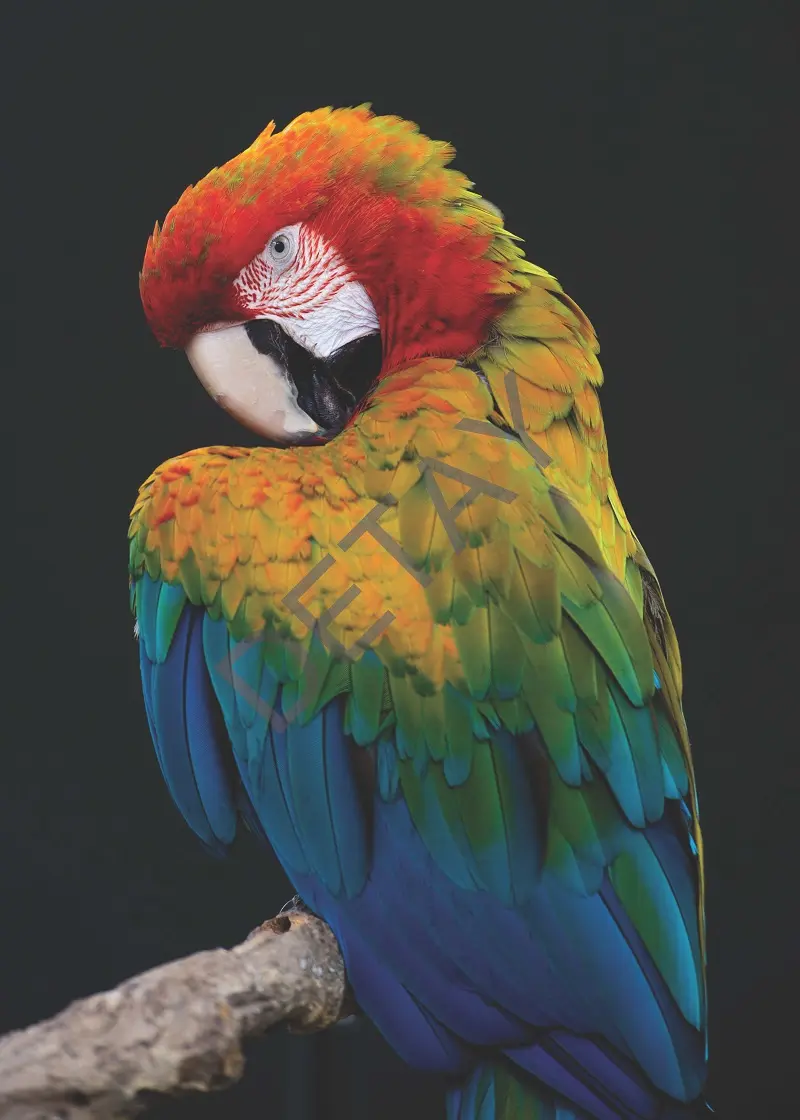 Rölyef Poster Baskı Kağıt Boyutu: 33x48cm 300 Gr. Kuşe Kagıt 10 Adet