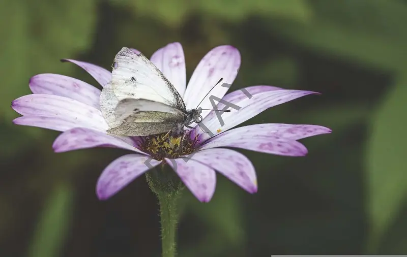 Rölyef Poster Baskı Kağıt Boyutu: 33x48cm 300 Gr. Kuşe Kagıt 10 Adet