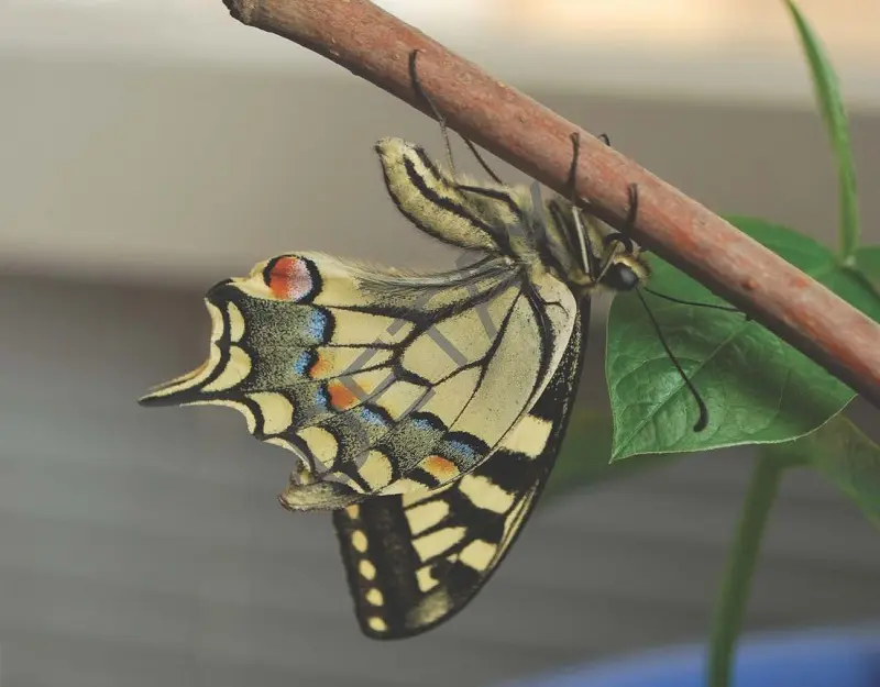 Rölyef Poster Baskı Kağıt Boyutu: 33x48cm 300 Gr. Kuşe Kagıt 10 Adet